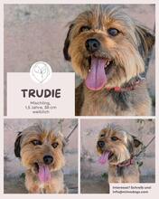 TRUDIE, Hund, Mischlingshund in Portugal - Bild 1