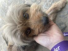TRUDIE, Hund, Mischlingshund in Portugal - Bild 2