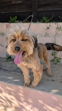 TRUDIE, Hund, Mischlingshund in Portugal - Bild 3