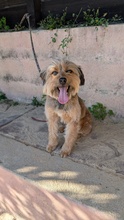 TRUDIE, Hund, Mischlingshund in Portugal - Bild 4