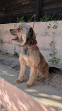 TRUDIE, Hund, Mischlingshund in Portugal - Bild 5