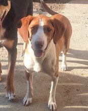 ROSIE, Hund, Save Bracke in Kroatien - Bild 2