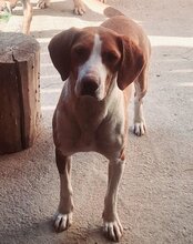 ROSIE, Hund, Save Bracke in Kroatien - Bild 3