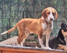 ROSIE, Hund, Save Bracke in Kroatien - Bild 5