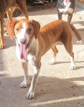 ROSIE, Hund, Save Bracke in Kroatien - Bild 7