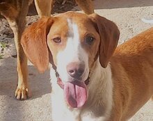 ROSIE, Hund, Save Bracke in Kroatien - Bild 8