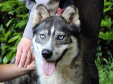 IRENKA, Hund, Siberian Husky-Mix in Italien - Bild 1