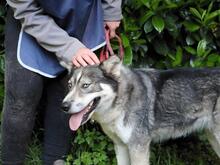 IRENKA, Hund, Siberian Husky-Mix in Italien - Bild 10