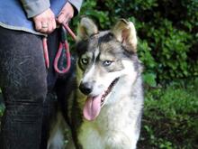 IRENKA, Hund, Siberian Husky-Mix in Italien - Bild 11