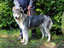 IRENKA, Hund, Siberian Husky-Mix in Italien - Bild 13