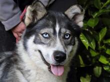 IRENKA, Hund, Siberian Husky-Mix in Italien - Bild 14