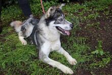 IRENKA, Hund, Siberian Husky-Mix in Italien - Bild 2