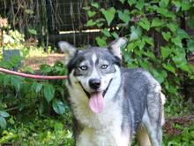 IRENKA, Hund, Siberian Husky-Mix in Italien - Bild 3