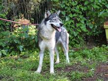 IRENKA, Hund, Siberian Husky-Mix in Italien - Bild 4