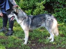 IRENKA, Hund, Siberian Husky-Mix in Italien - Bild 5