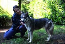 IRENKA, Hund, Siberian Husky-Mix in Italien - Bild 6