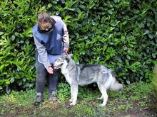 IRENKA, Hund, Siberian Husky-Mix in Italien - Bild 7