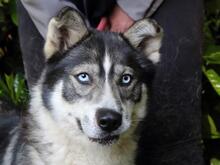 IRENKA, Hund, Siberian Husky-Mix in Italien - Bild 8