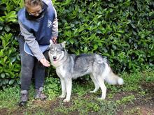 IRENKA, Hund, Siberian Husky-Mix in Italien - Bild 9
