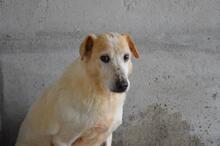 NANDAK, Hund, Mischlingshund in Italien - Bild 10