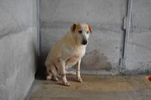 NANDAK, Hund, Mischlingshund in Italien - Bild 11
