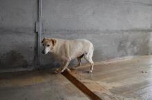 NANDAK, Hund, Mischlingshund in Italien - Bild 3