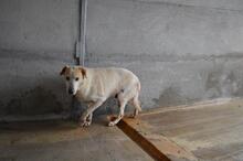 NANDAK, Hund, Mischlingshund in Italien - Bild 4