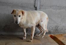 NANDAK, Hund, Mischlingshund in Italien - Bild 5