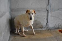 NANDAK, Hund, Mischlingshund in Italien - Bild 6