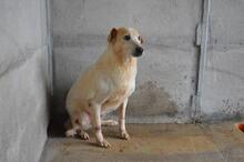 NANDAK, Hund, Mischlingshund in Italien - Bild 7