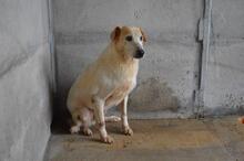 NANDAK, Hund, Mischlingshund in Italien - Bild 8