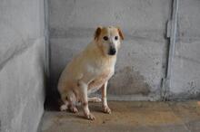 NANDAK, Hund, Mischlingshund in Italien - Bild 9