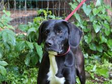 PRERAK, Hund, Mischlingshund in Italien - Bild 1