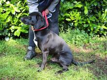 PRERAK, Hund, Mischlingshund in Italien - Bild 2