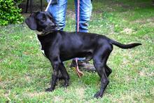 PRERAK, Hund, Mischlingshund in Italien - Bild 3