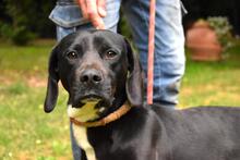 PRERAK, Hund, Mischlingshund in Italien - Bild 4