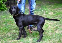PRERAK, Hund, Mischlingshund in Italien - Bild 5