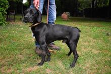PRERAK, Hund, Mischlingshund in Italien - Bild 6