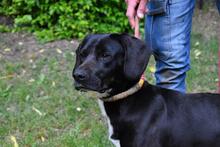 PRERAK, Hund, Mischlingshund in Italien - Bild 7