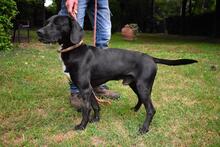 PRERAK, Hund, Mischlingshund in Italien - Bild 8