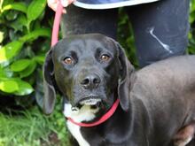 PRERAK, Hund, Mischlingshund in Italien - Bild 9