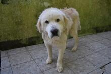 ROBALDO, Hund, Maremmano-Mix in Italien - Bild 1
