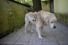 ROBALDO, Hund, Maremmano-Mix in Italien - Bild 10