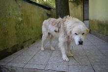 ROBALDO, Hund, Maremmano-Mix in Italien - Bild 11