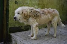 ROBALDO, Hund, Maremmano-Mix in Italien - Bild 2