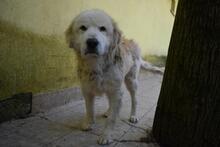 ROBALDO, Hund, Maremmano-Mix in Italien - Bild 3