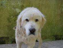 ROBALDO, Hund, Maremmano-Mix in Italien - Bild 4