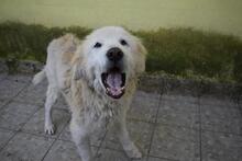 ROBALDO, Hund, Maremmano-Mix in Italien - Bild 5