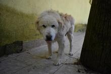ROBALDO, Hund, Maremmano-Mix in Italien - Bild 6