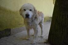 ROBALDO, Hund, Maremmano-Mix in Italien - Bild 7